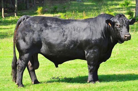 Angus Negro
