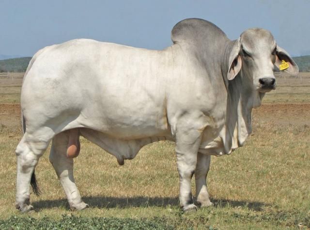 Brahman
